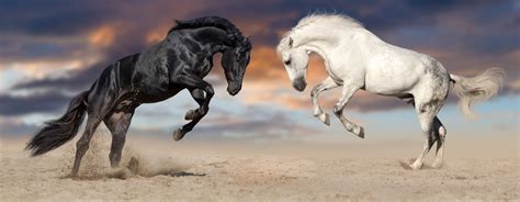 Rearing Black Horse Wallpaper