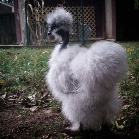 Self Blue Lavender Showgirl Naked Neck Silkie Juvenile Hatched