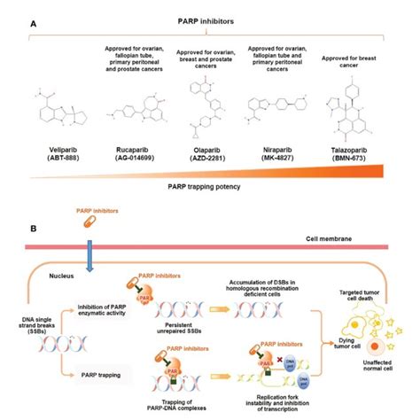 Mechanism Of Action Of Parp Inhibitors A Molecular Structure Of Parp