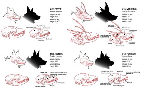 Eevee chart by The-Manticore on DeviantArt