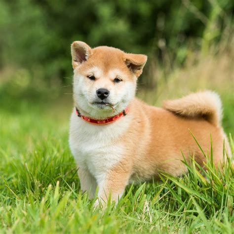 Perro Shiba Inu Guía completa Cuidados Carácter