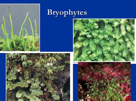 Bryophytes Definition, Types And Examples Of Bryophyta With, 44% OFF