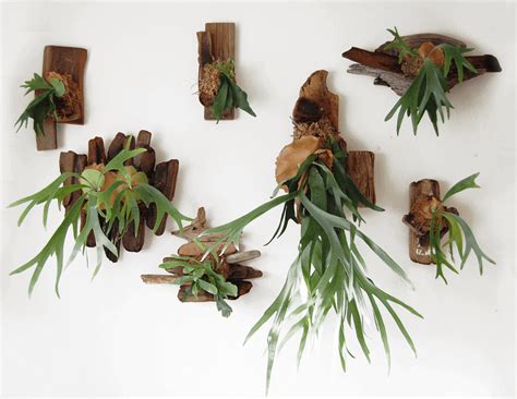 The Easiest And Best Staghorn Fern Mounting Guide Home