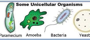 Unicellular Organisms Examples