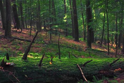 Free Images Tree Nature Wilderness Hiking Leaf Stump Trunk