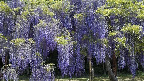 Purple Hanging Flowers By Athena Mckinzie