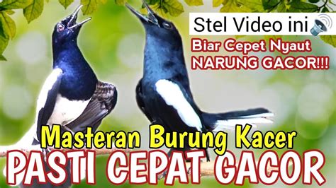 SUARA BURUNG KACER GACOR FULL ISIAN MEWAH COCOK BUAT LATIHAN AMPUH