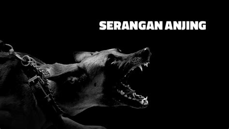 Serangan Anjing Angka Majalah Tempo Co