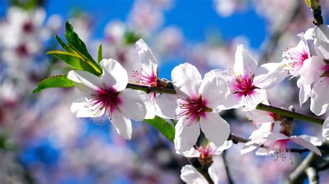 Almond Flower Meaning Symbolism And Colors Pansy Maiden