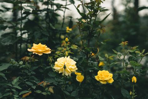 Pruning roses yellow | Geranium Blog