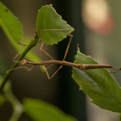 How Much Do Stick Insects Eat Pet Brilliant