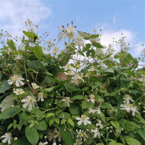 Clematis Paul Farges Syn Clematis X Fargesioides Clematis Summer