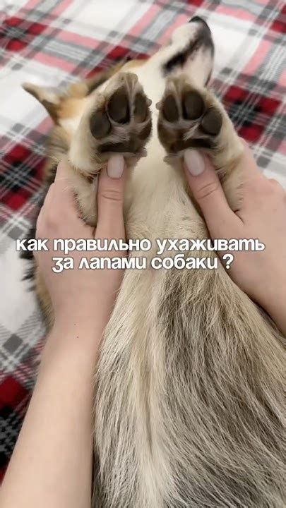 Как правильно ухаживать за лапами? Артикул средств в комментариях - YouTube