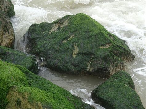 Ocean Rocks With Green Algae Free Stock Photo - Public Domain Pictures