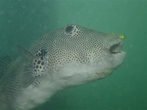 Pulau Hantu dive site | PADI