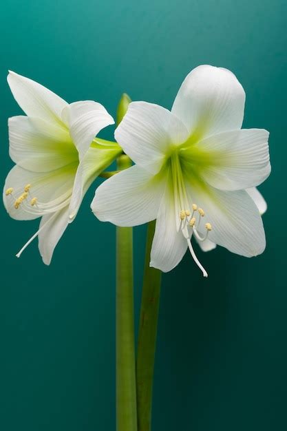 Premium Photo Amaryllis White Amaryllis Flower Closeup