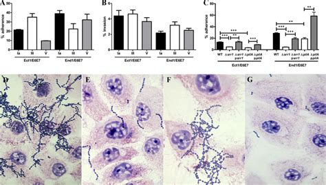 Gbs Interaction With Both Ecto And Endocervical Epithelia A And B