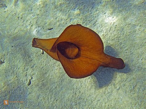 Großer Brauner Seehase Bild bestellen Naturbilder bei Wildlife Media