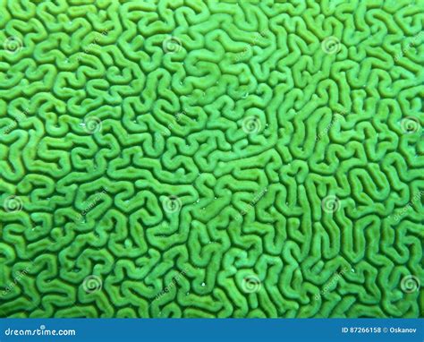 Pattern On Brain Coral Stock Photo Image Of Natural 87266158