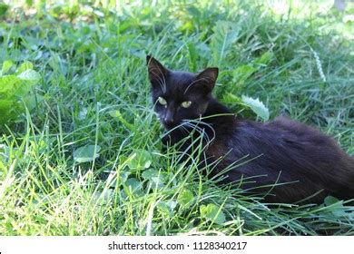 Cute Black Cat White Whiskers Eyebrows Stock Photo 1128340217 ...