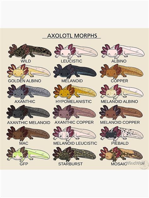 "Axolotl Morphs" Poster for Sale by WindWolf | Redbubble