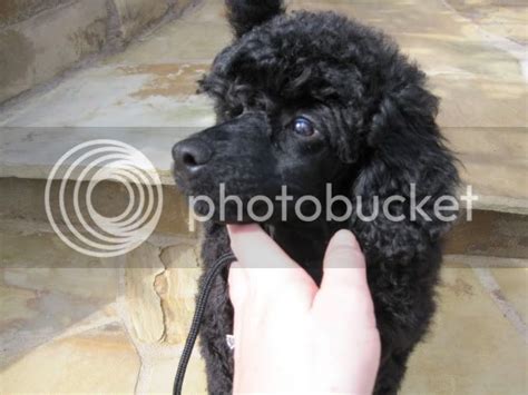 Mini Poodle Kennels Poodle Forum