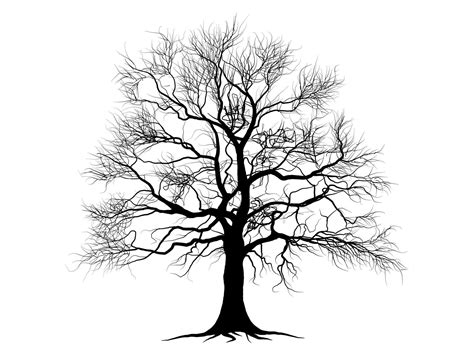 Black Branch Tree Or Naked Trees Silhouettes Set Hand Drawn Isolated Illustrations