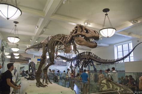 Hear an opera in the Museum of Natural History's dinosaur hall!