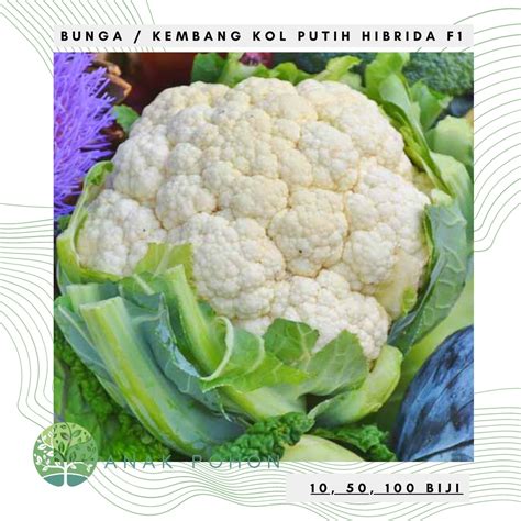 Jual Benih Bibit Biji Bunga Kembang Kol Cauliflower Bunga Kol Putih