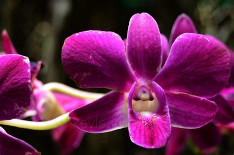 KevLensview: Wild Orchids - Rainforest Discovery Centre Sandakan, Sabah.