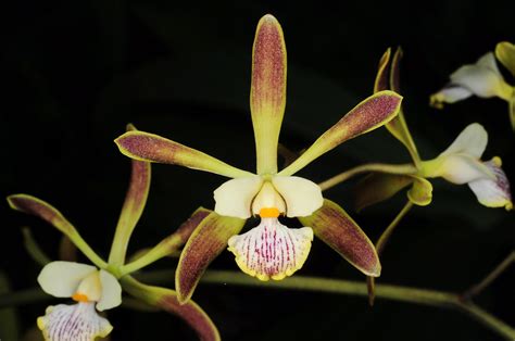 Encyclia Alata Grown By Orchideen Holm Nurelias Flickr