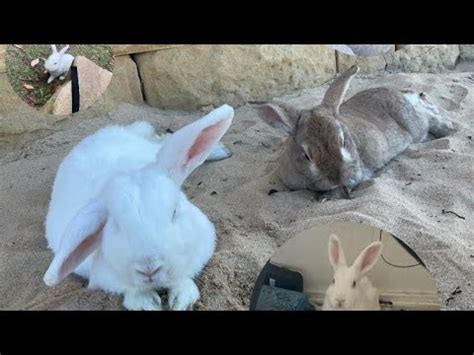 Two Lesbian Rabbits Break It Down To Meiko But Its Not Even Meiko Singing Youtube