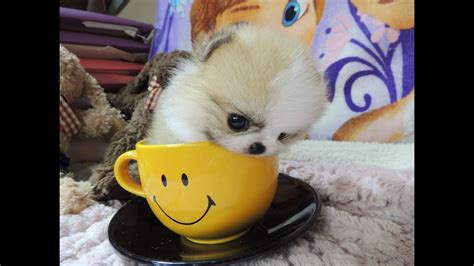 Our Tiny White Micro Teacup Pomeranian Puppy Youtube