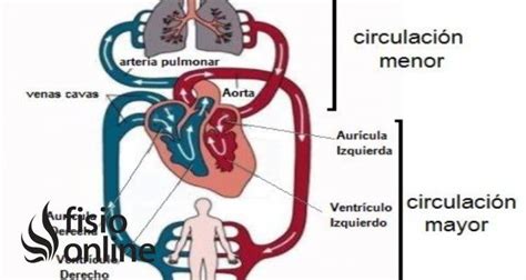 Circulación Sistémica En Qué Consiste Cuál Es Su Recorrido Función