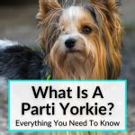 What Is A Parti Yorkie Everything You Need To Know