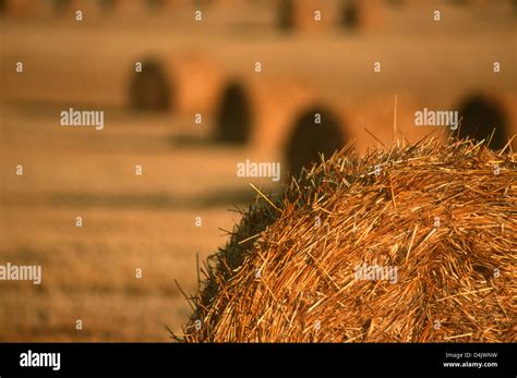 Bales Straw Hi Res Stock Photography And Images Alamy