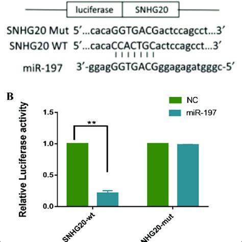 A Lncrna Snhg Contains The Complementary Sites Of The Utr Of