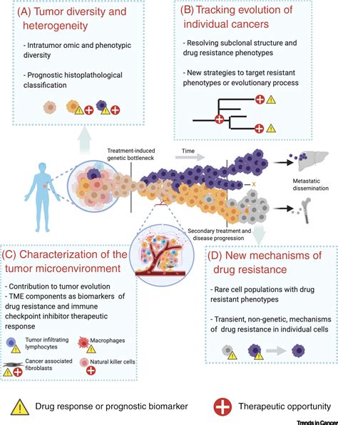 Leveraging Single Cell Approaches In Cancer Precision Medicine Trends