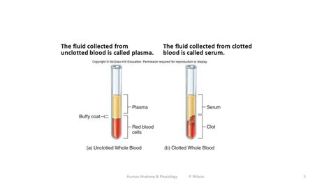 Human Anatomy And Physiology P Wilson Ppt Download