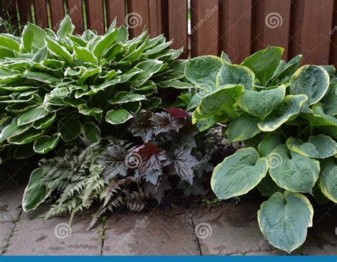 Plantas de sombra opciones ideales para un jardín con poca luz