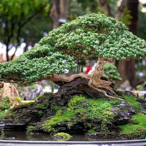 Bonsai Pots: The Perfect Match for Your Bonsai Tree