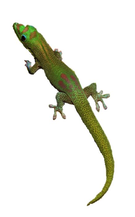 Geckos Png File Svg Clip Arts Download Download Clip Art Png Icon Arts