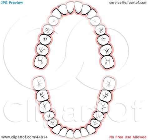 Royalty Free Rf Clipart Illustration Of A Layout Of Human Teeth By