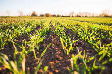 Collaboration on regenerative agriculture can strengthen food security