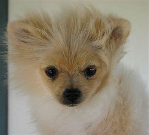 pomeranian puppies : Biological Science Picture Directory – Pulpbits.net