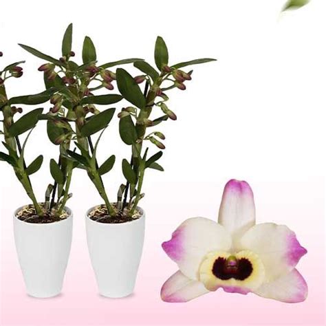 Dendrobium Orchid Sunny Eye 2 Spikes Commander En Ligne Dans L UE