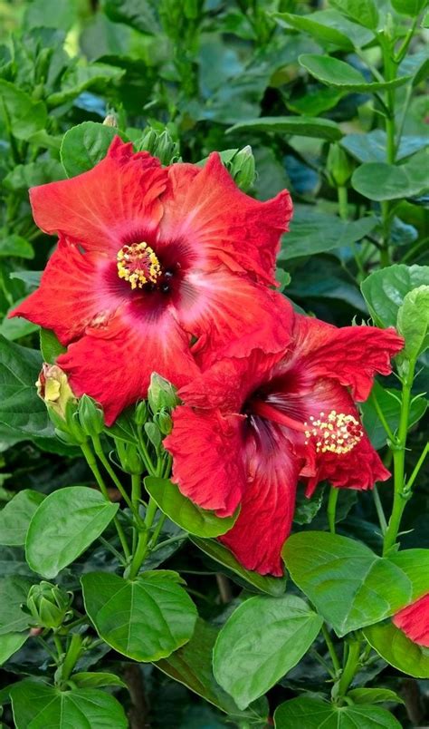 Hibiscus Bush Landscaping