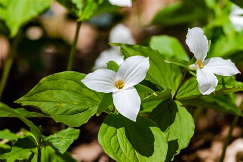 8 Different Types Of Trillium Flowers Garden Lovers Club