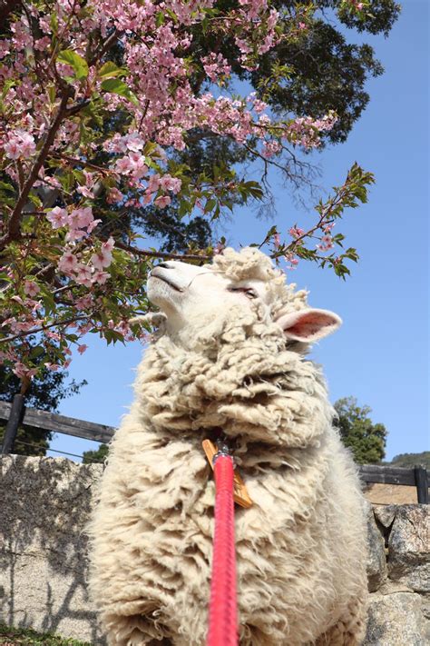 柚雨ゆう TRPG on Twitter RT englandhill zoo おでかけ日和です ひつじ