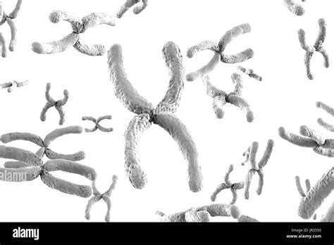 Genetica De Los Cromosomas Humanos Im Genes De Stock En Blanco Y Negro